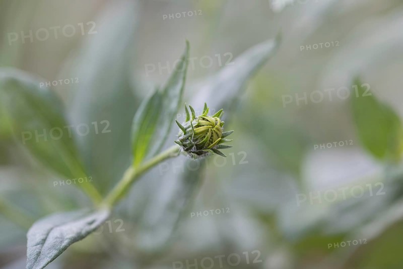 Jerusalem artichoke