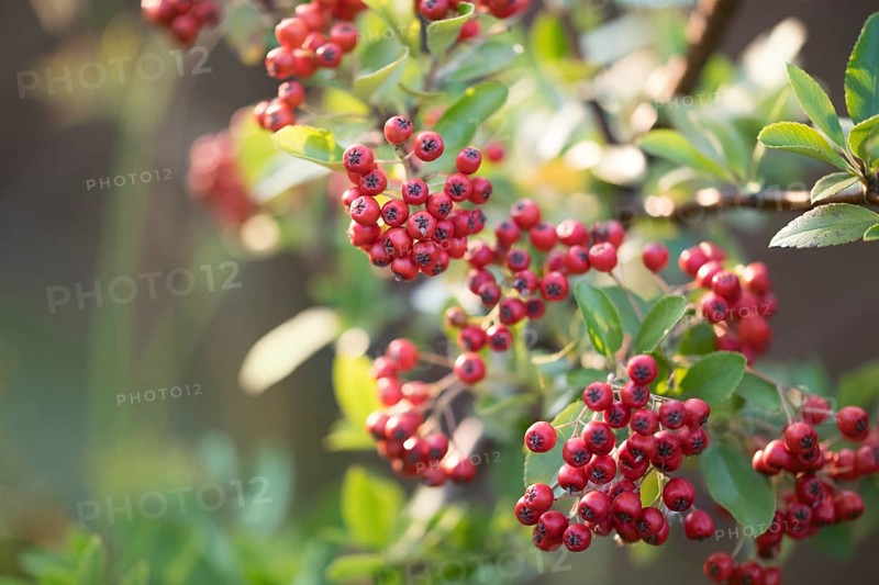 Scarlet firethorn