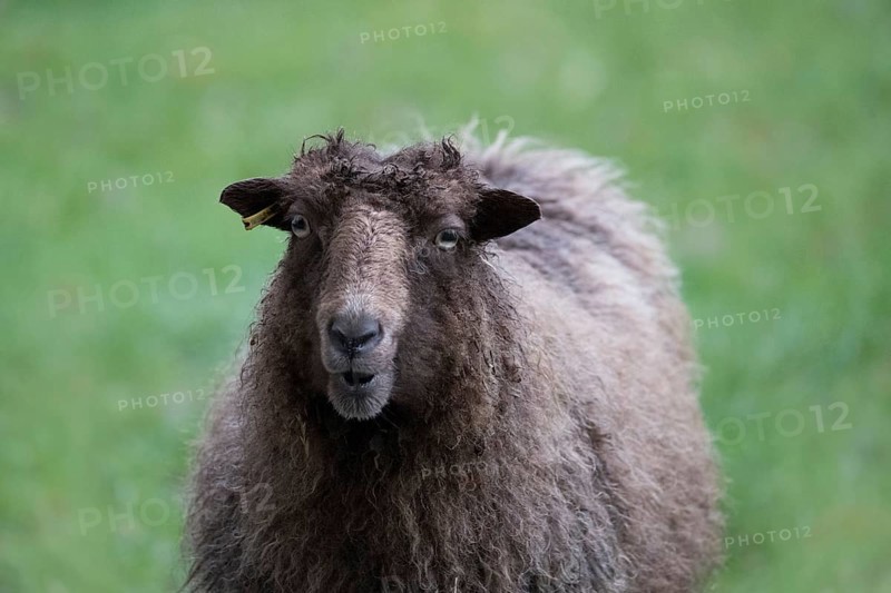 Ouessant sheep also Breton dwarf sheep