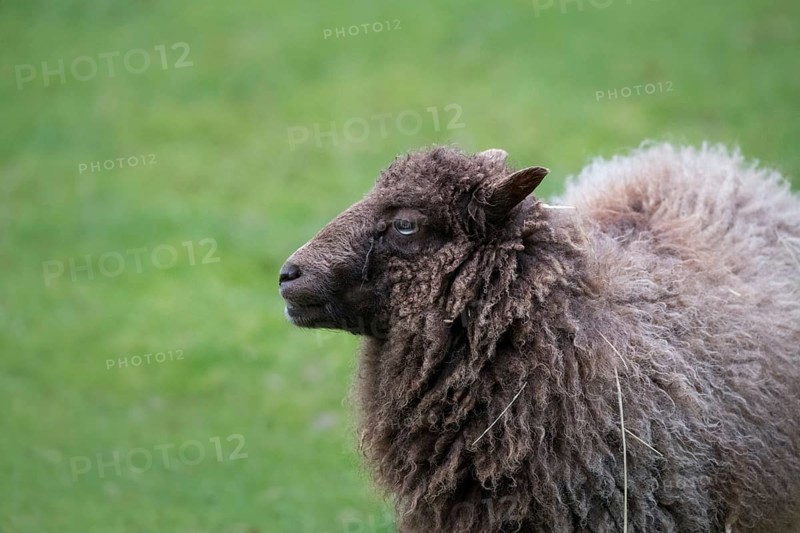 Ouessant sheep also Breton dwarf sheep