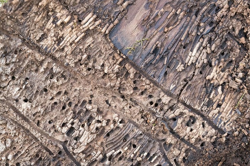 Deadwood piles as natural insect nesting aid