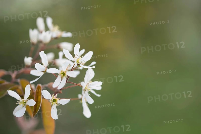Snowy mespilus