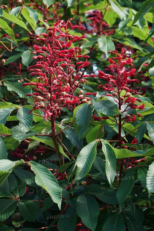 Red buckeye
