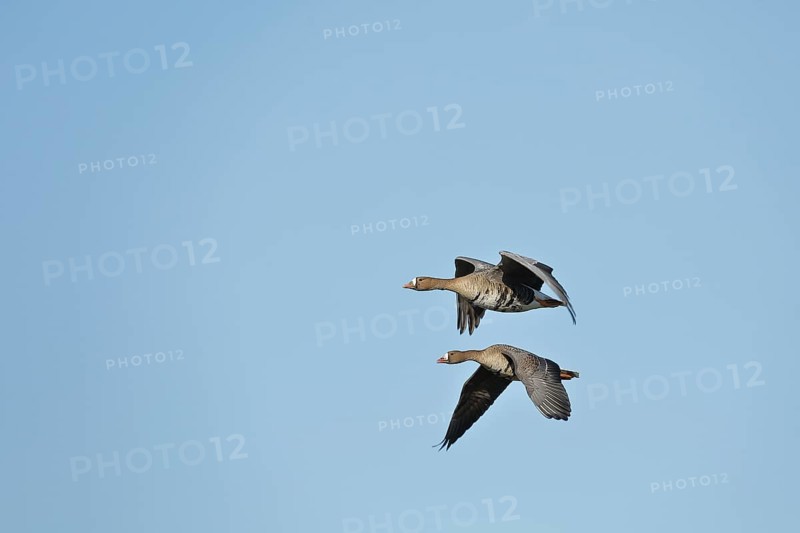 Greater white-fronted geese