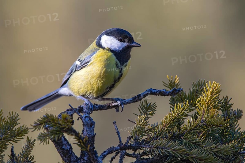 Great tit