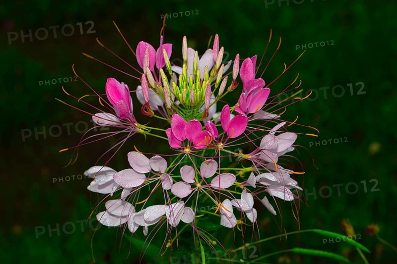 Spiny spiderflower