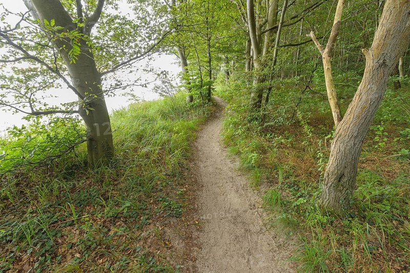 Forest path