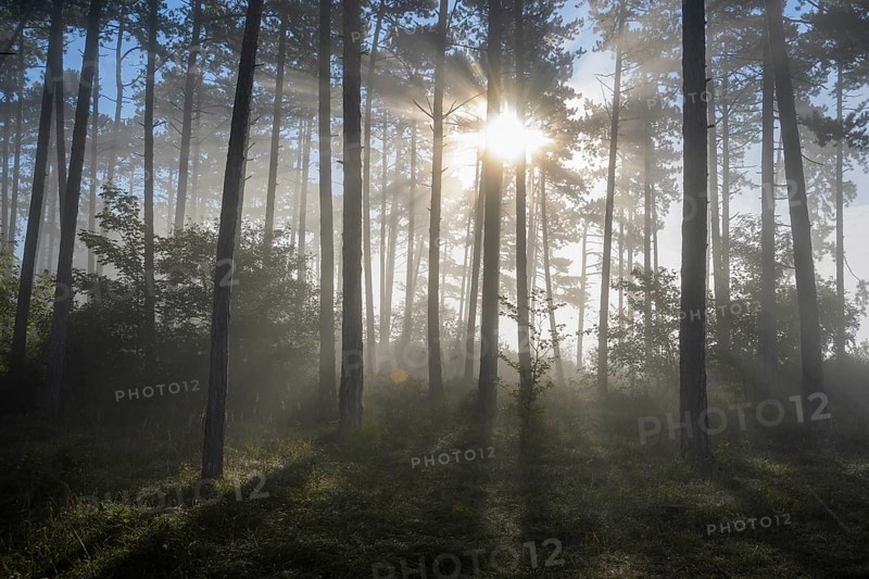 Forest in the morning with fog and sun