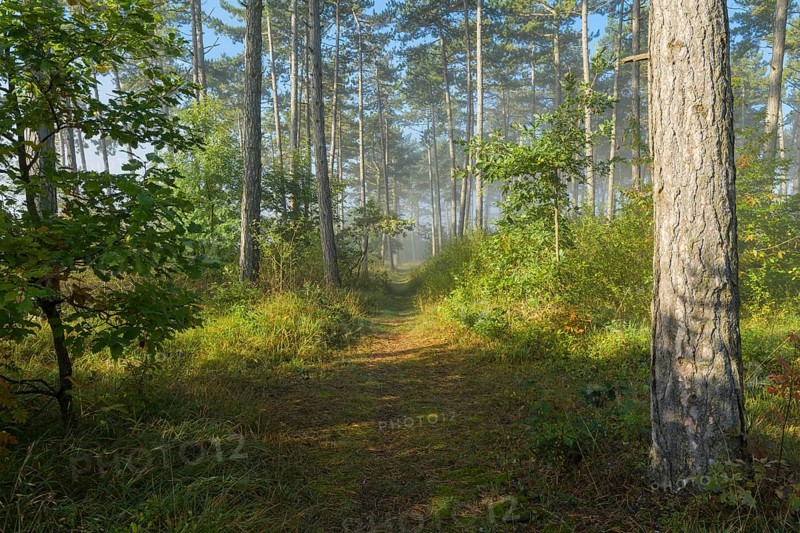 Forest path in the morning with fog