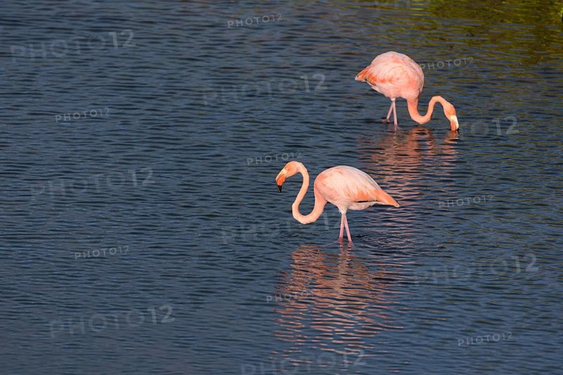American flamingos