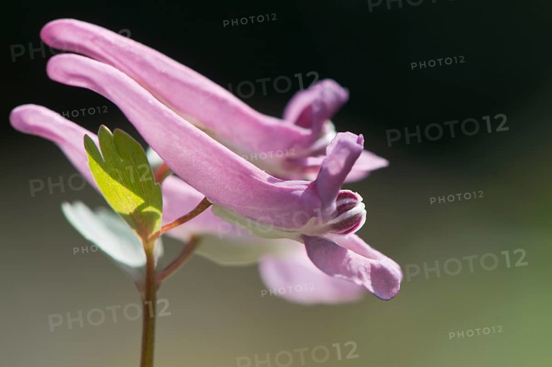 Fingered larkspur