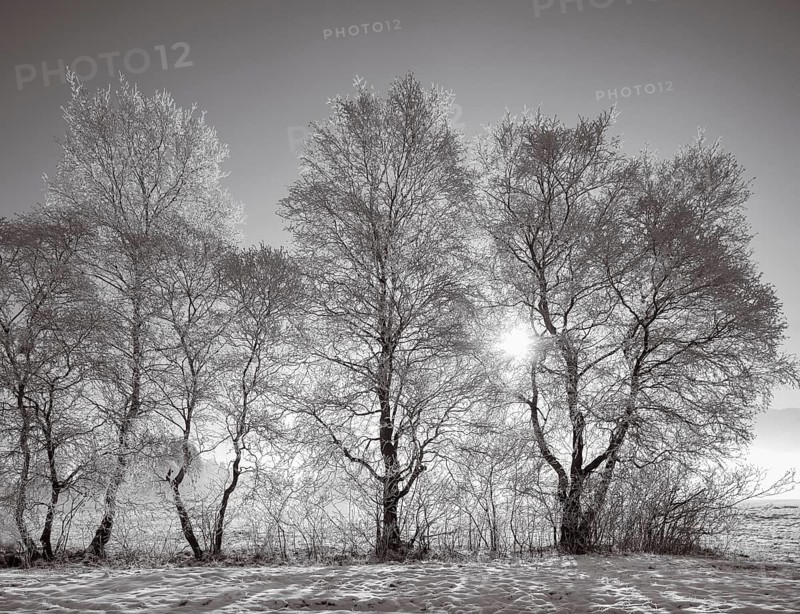 Snow-covered warty birch