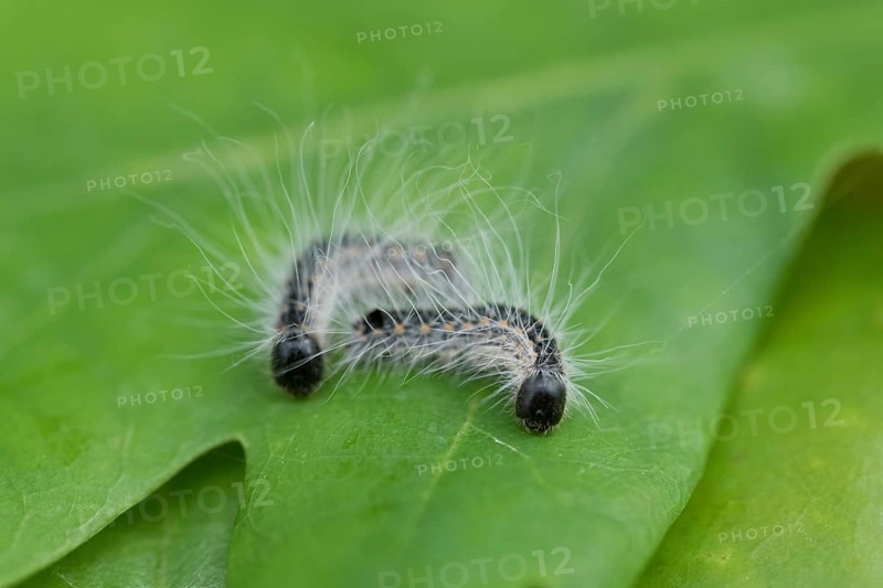 Oak processionary moth