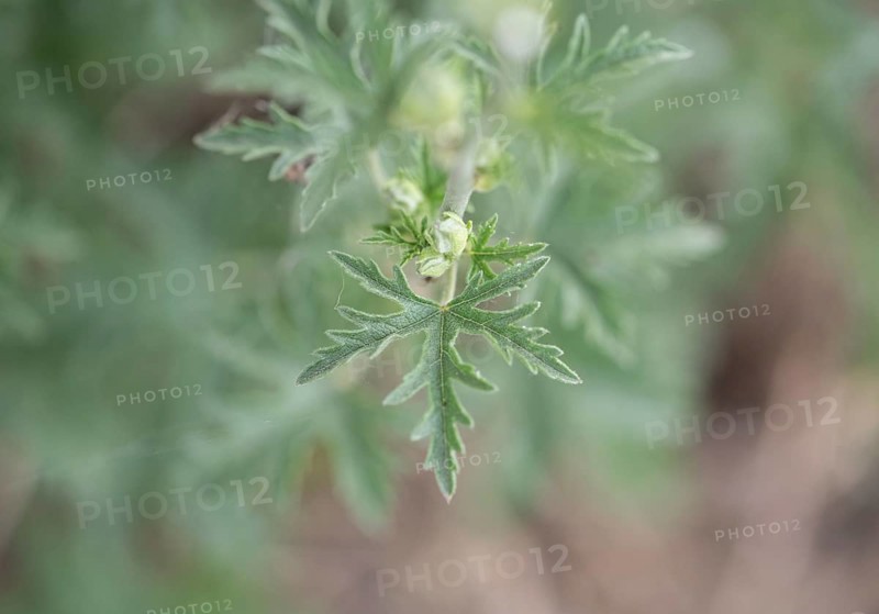 Greater musk-mallow