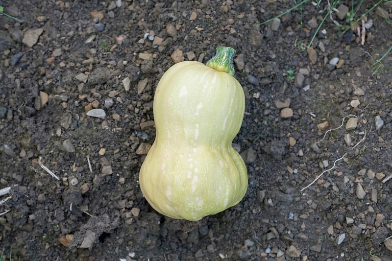 Musk squash