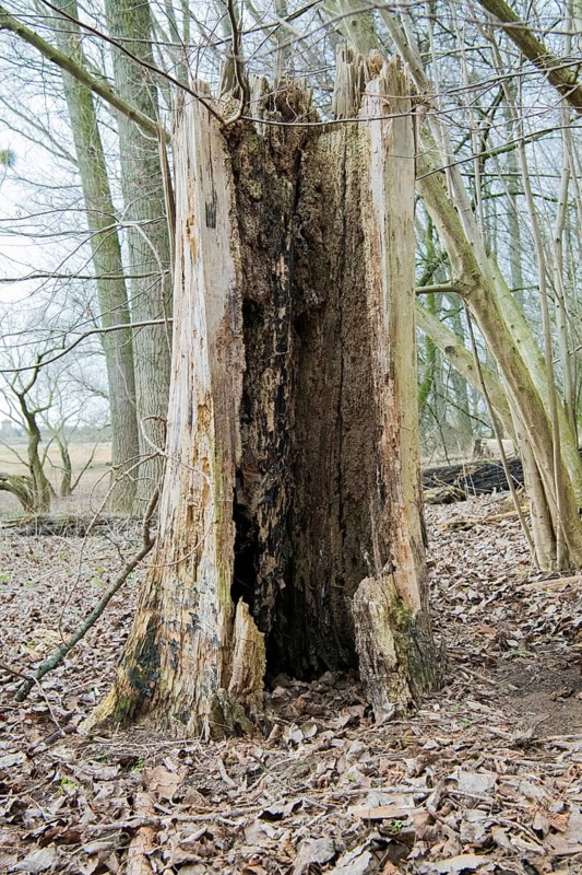 Standing deadwood