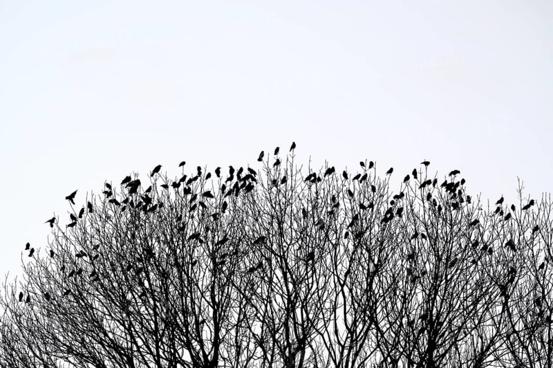Carrion crow