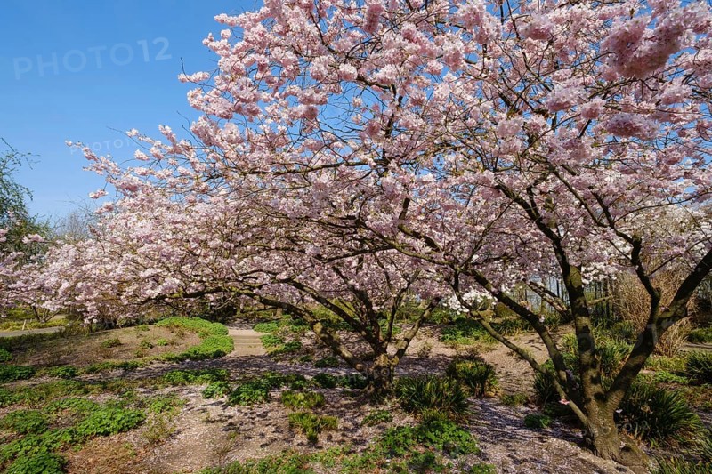Japanische Bluetenkirsche