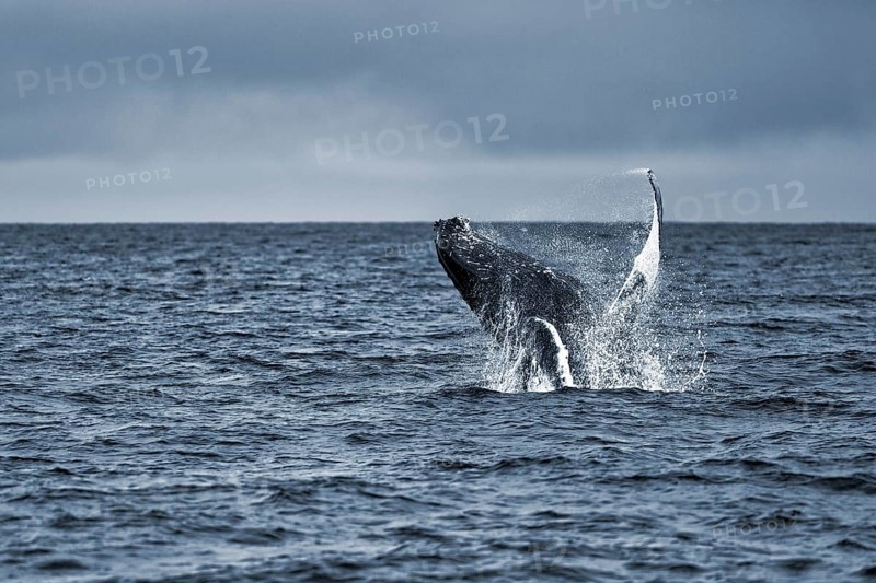 Humpback whale