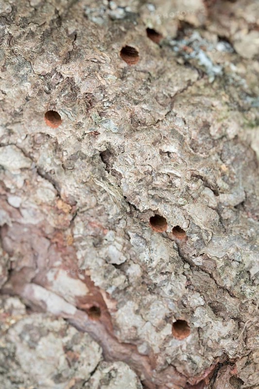 Giant woodwasp