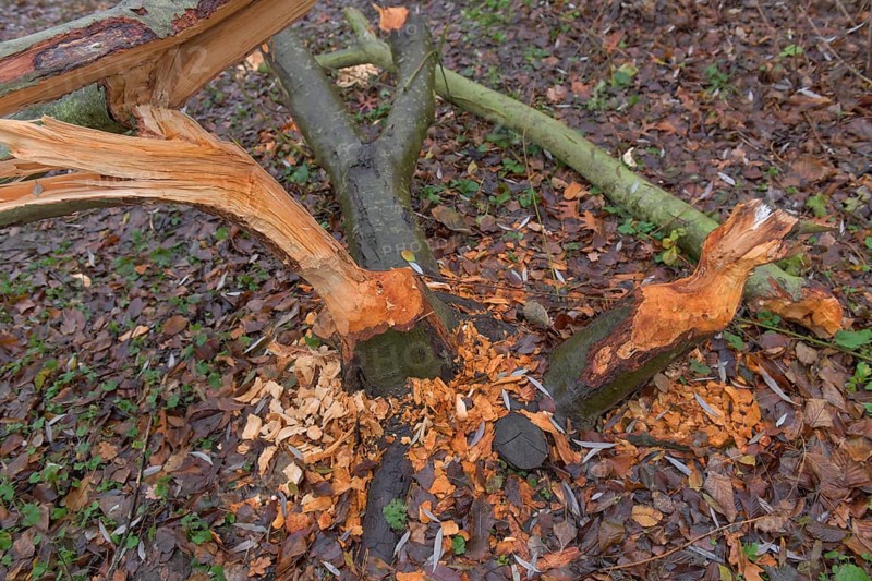 Beaver damage