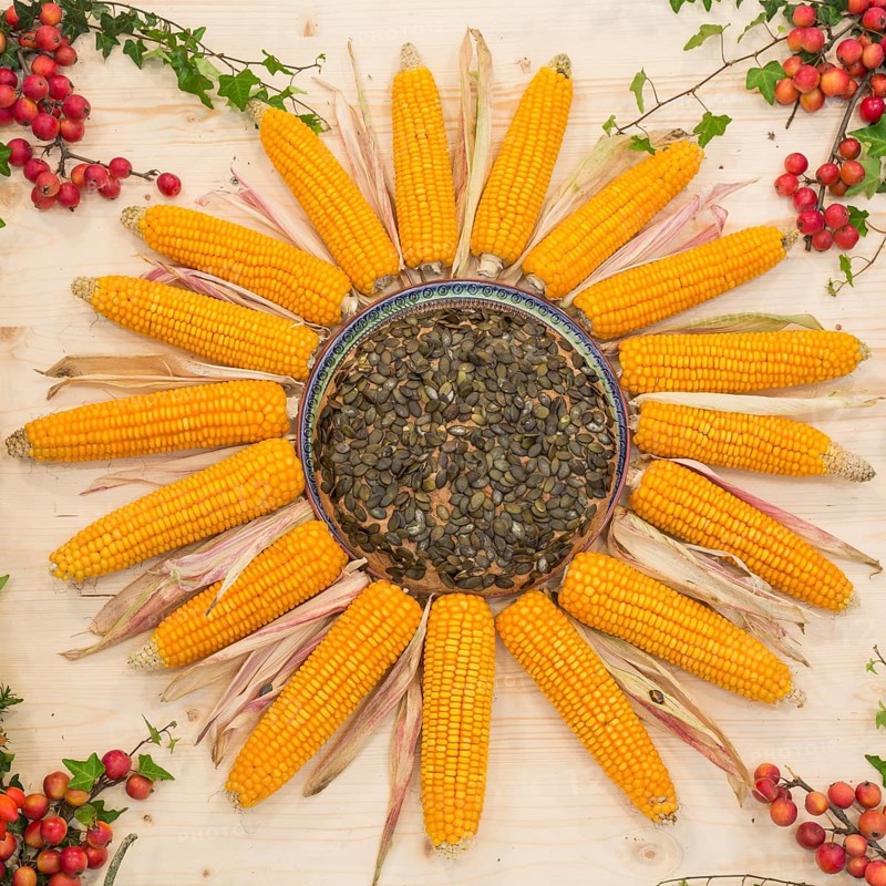Maize
