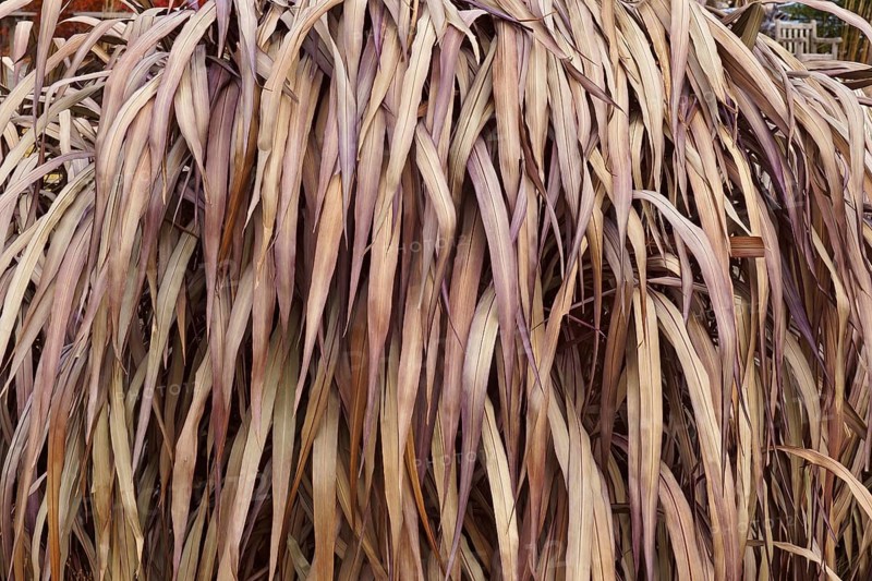 Elephant grass