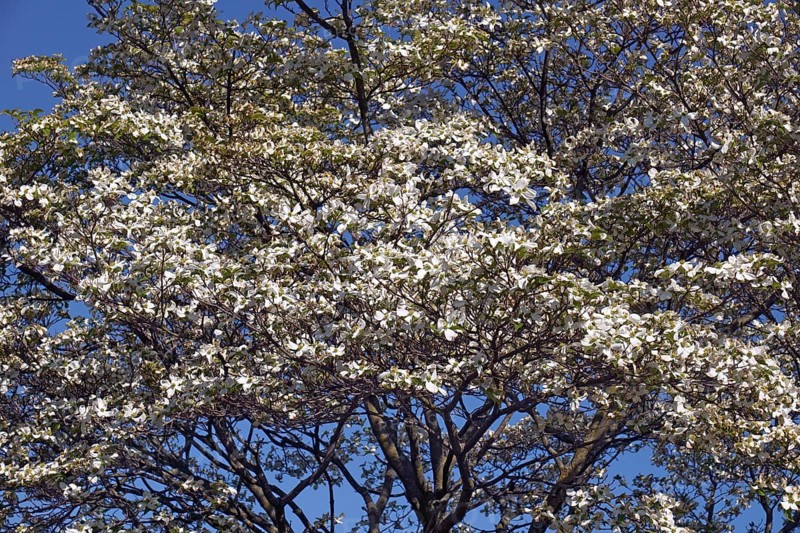 Flowering Dogwood