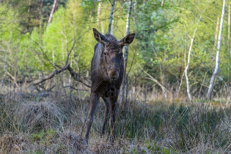 Moose