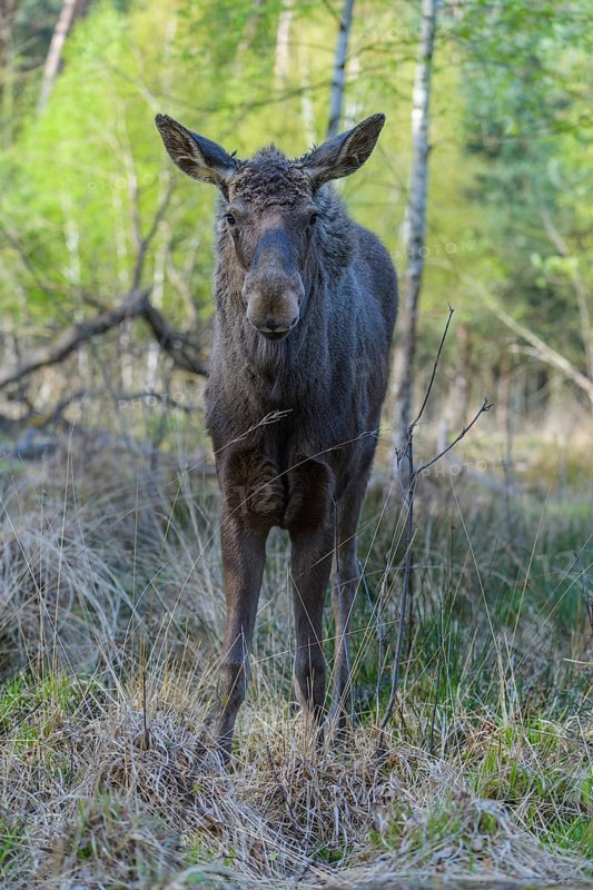 Moose