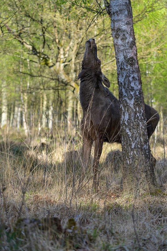 Moose
