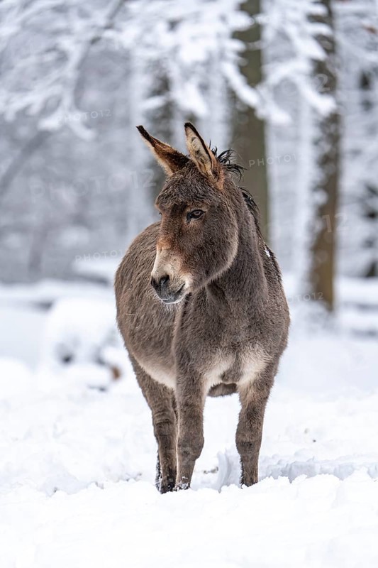 Thuringian forest donkey in winter in the forest