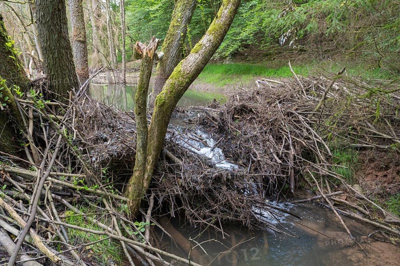 Beaver dam