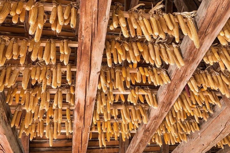 Ribel maize hung up to dry
