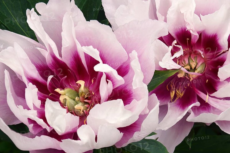 Tree peony