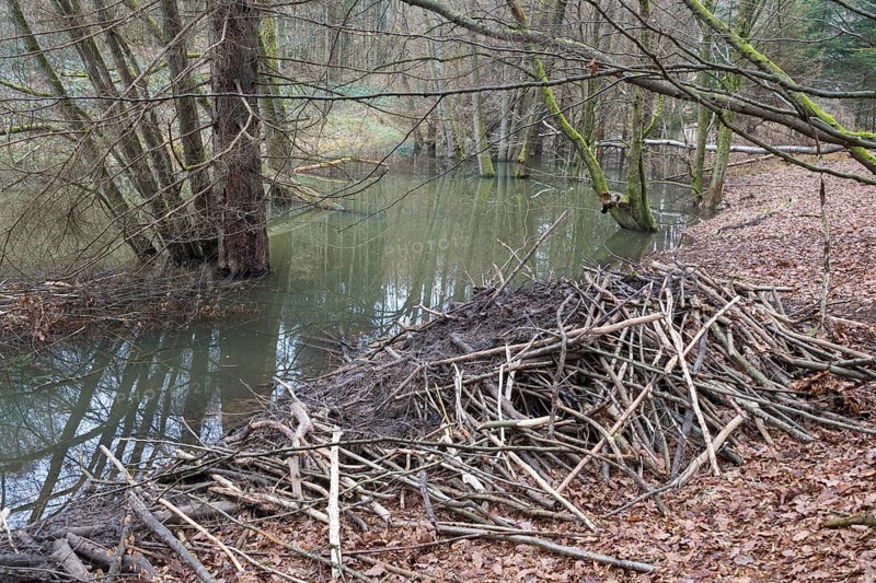 Beaver lodge from european beaver