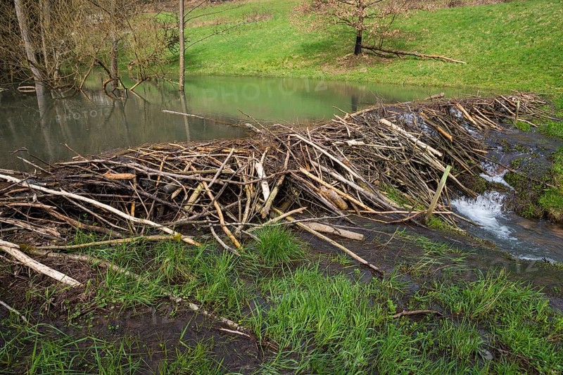 Beaver dam