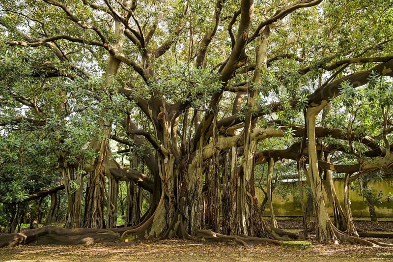 Australian moreton bay fig
