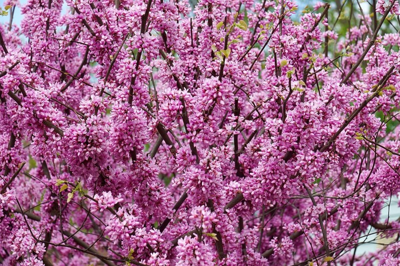 Eastern redbud
