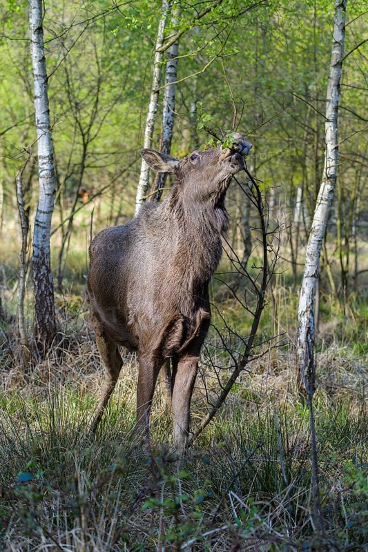 Moose