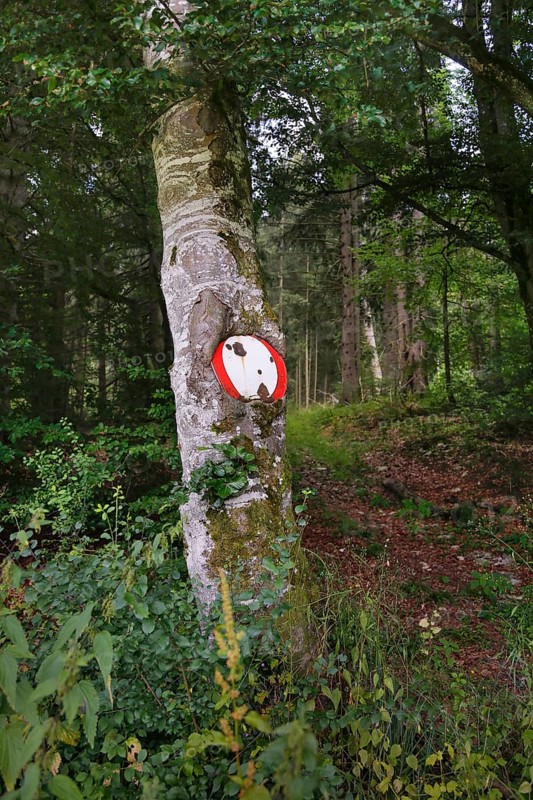 Traffic sign no throughway grown into tree trunk