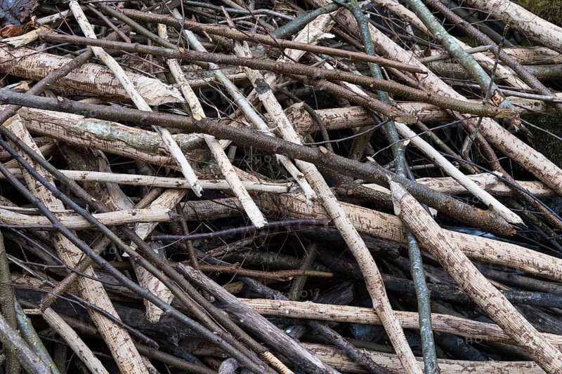 Beaver dam from european beaver