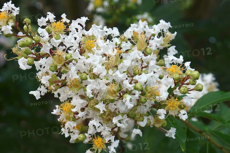 Crapemyrtle