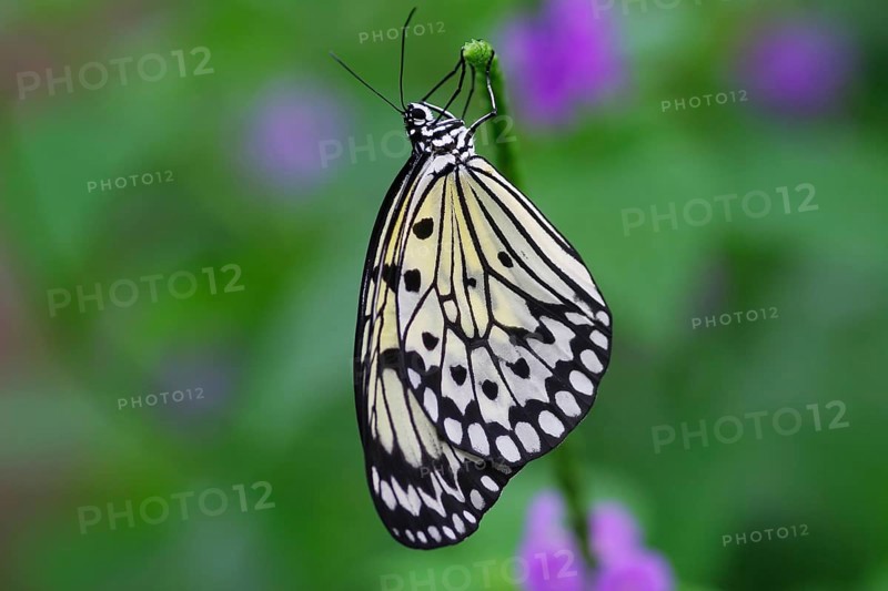 Paper kite