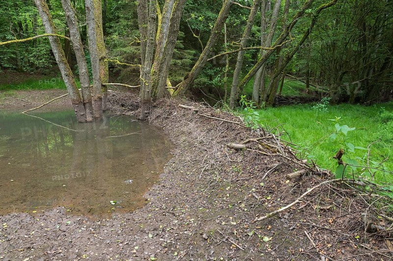 Broken Beaver dam
