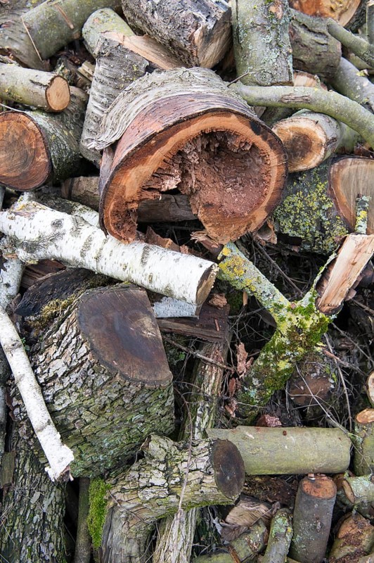 Deadwood pile