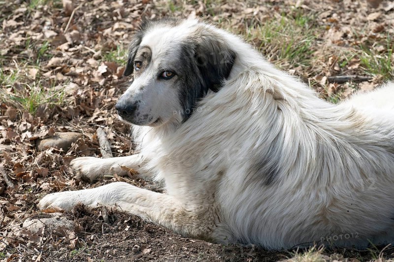 Pyrenean mountain dog