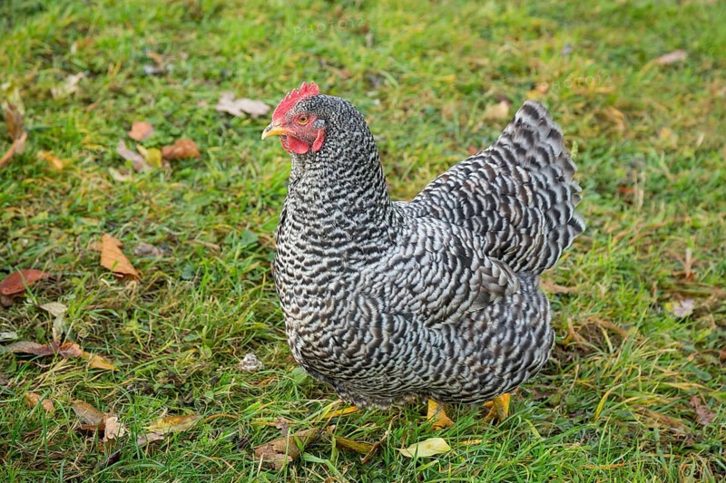 Chicken