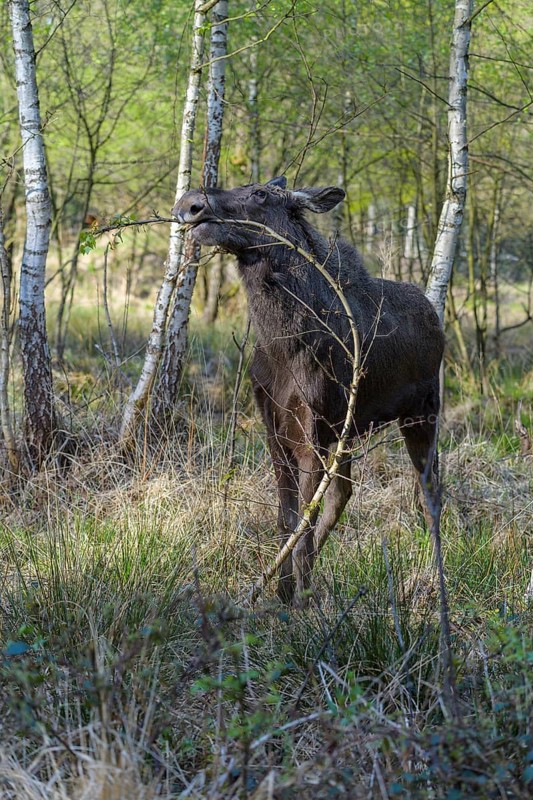 Moose