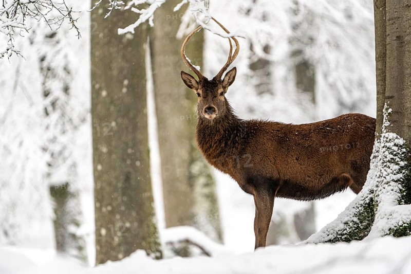 Red deer